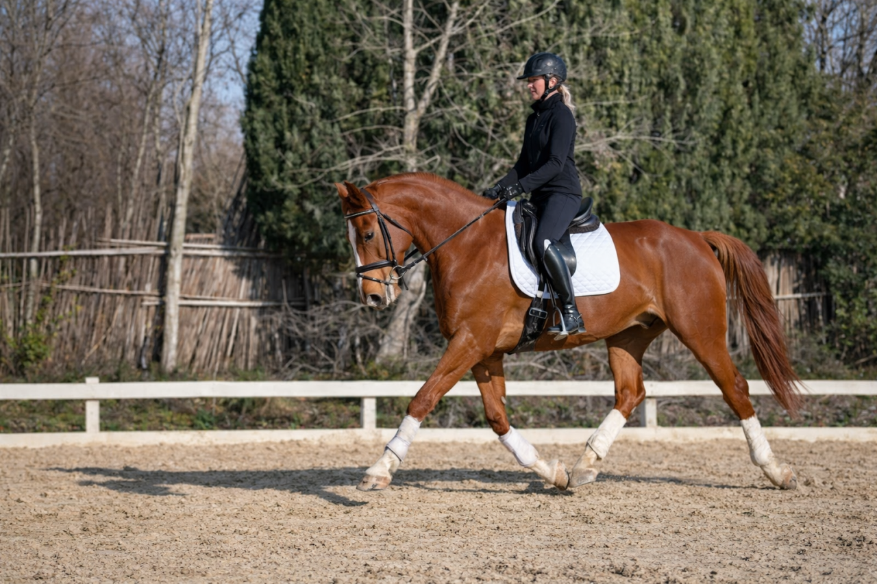 Hongre Selle Fran&ccedil;ais - 6 ans- Dressage - France