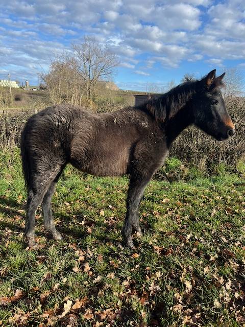 PONEY CONNEMARA  FEMELLE NEE EN 2025