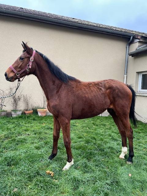 A VENDRE JUMENT DE 3 ANS