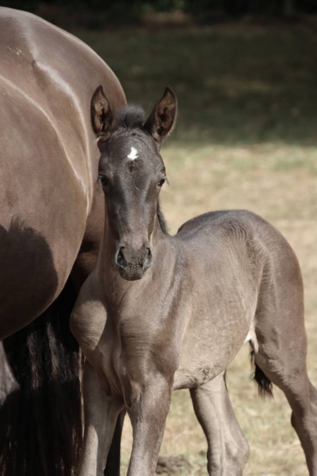 Poulains &aacute; reserver