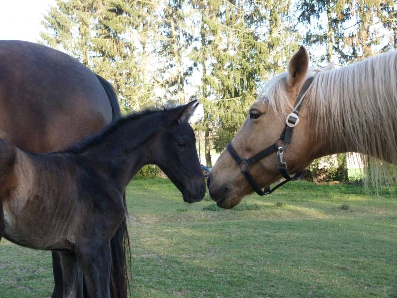 Poulains &aacute; reserver