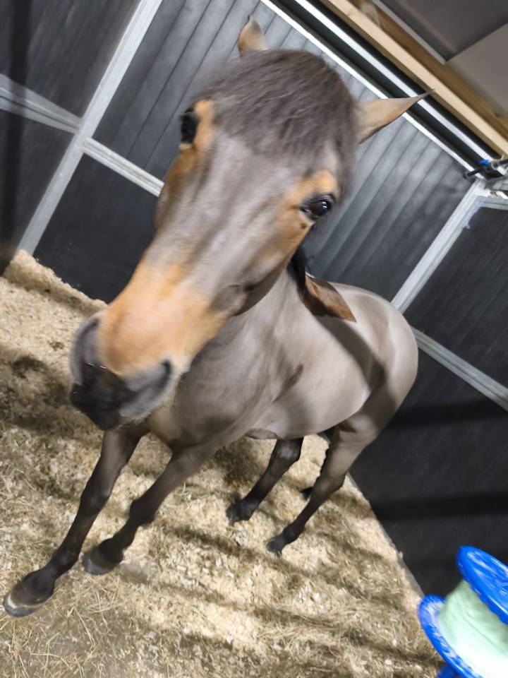 Poney a vendre 