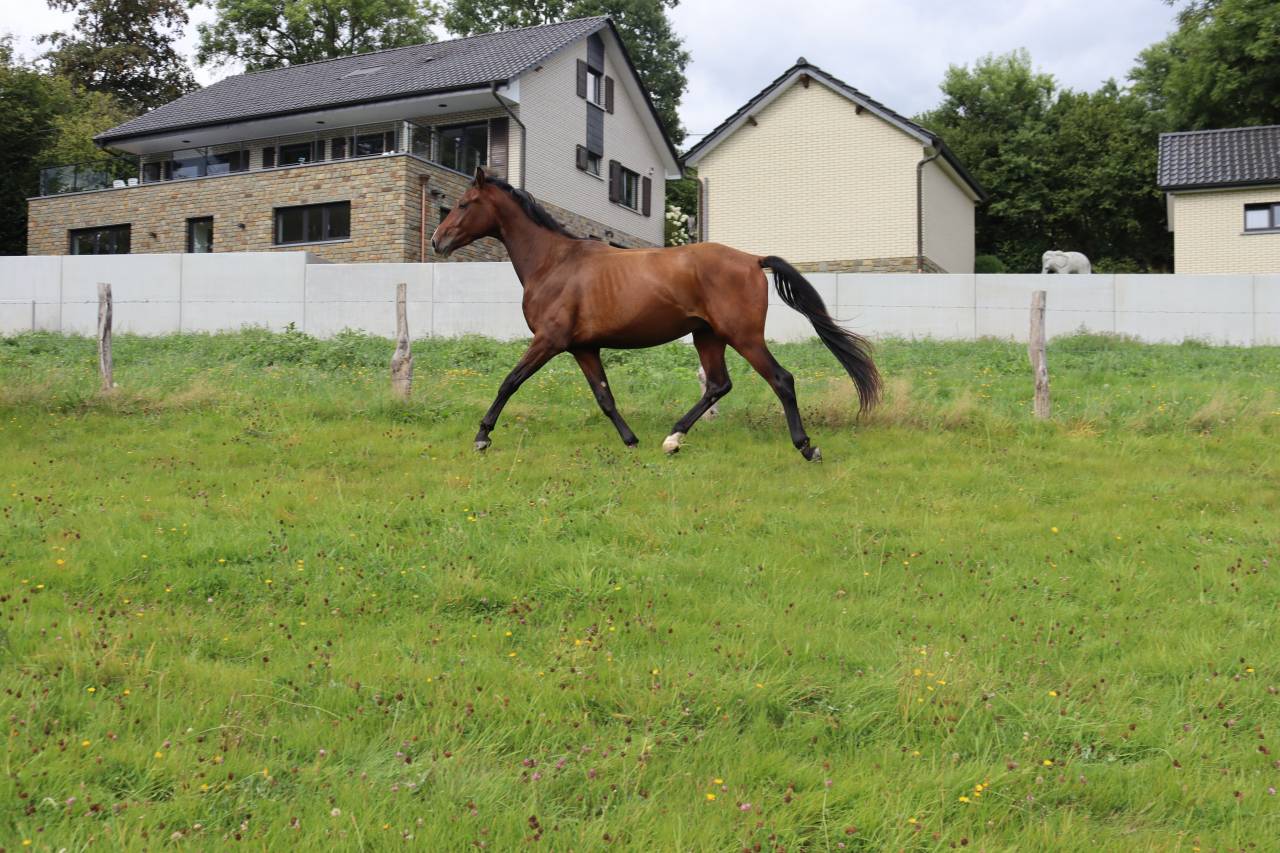 Hongre KWPN de 3 ans &ndash; Prospect dressage &ndash; 1m75