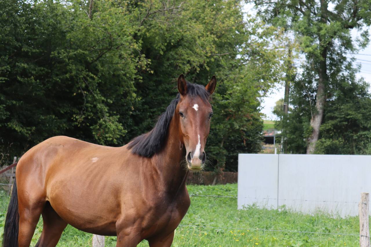 Hongre KWPN de 3 ans &ndash; Prospect dressage &ndash; 1m75