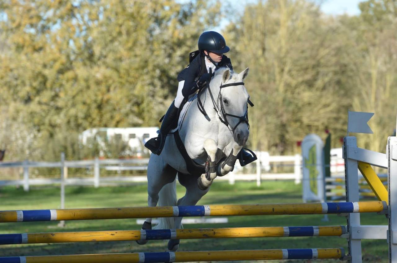 Hongre Connemara A vendre 2008 Gris par Eloy IV