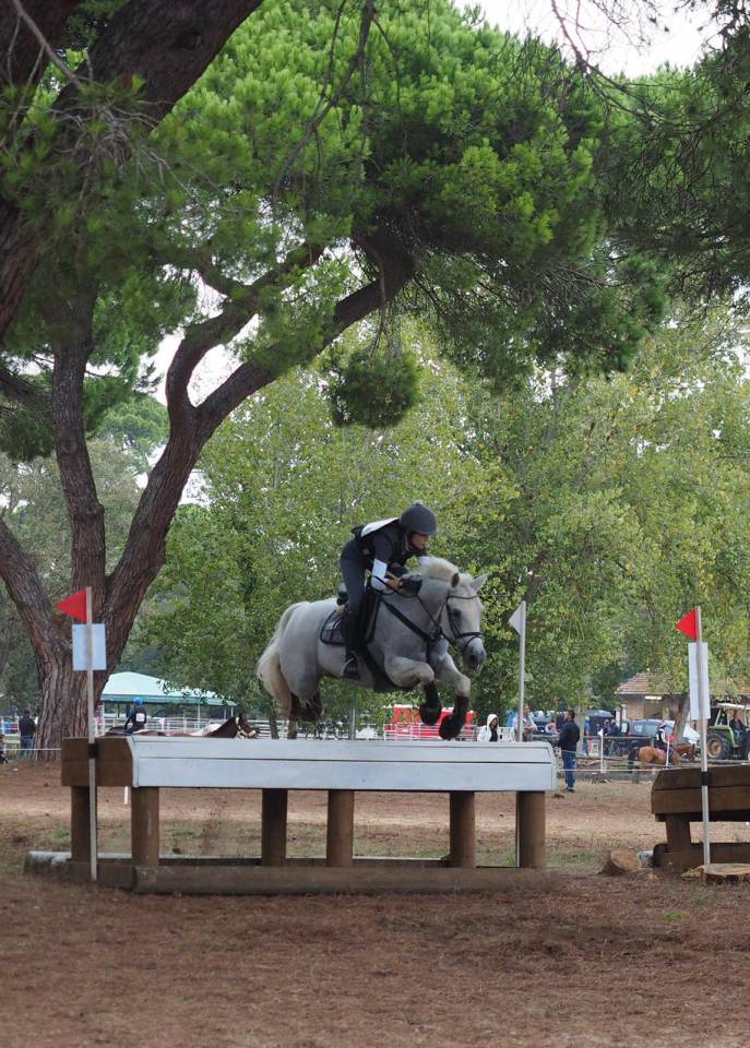 Hongre Connemara A vendre 2008 Gris par Eloy IV