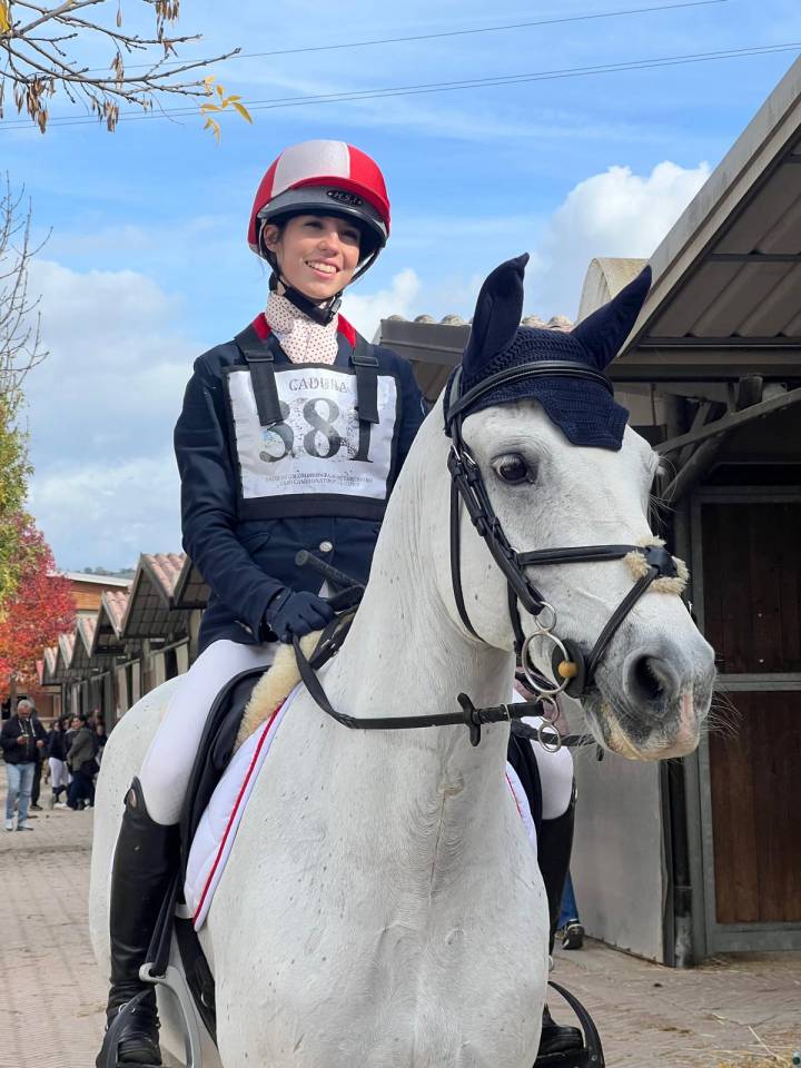 Hongre Connemara A vendre 2008 Gris par Eloy IV