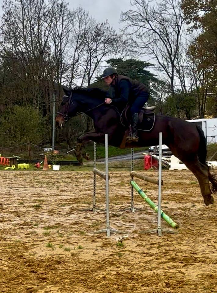 Jument CSO &agrave; vendre 