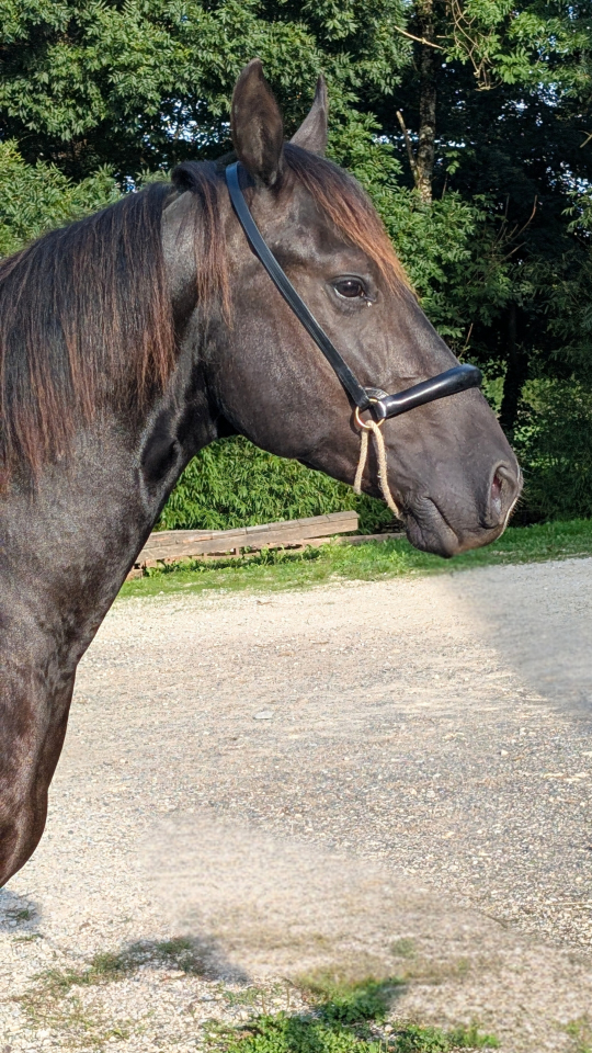 N' Joy, Superbe Quarter Horse M&acirc;le de 2 Ans au Caract&egrave;r