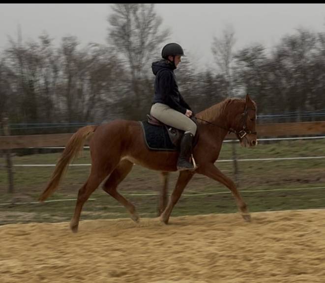 Magnifique Welsh Part Bred 