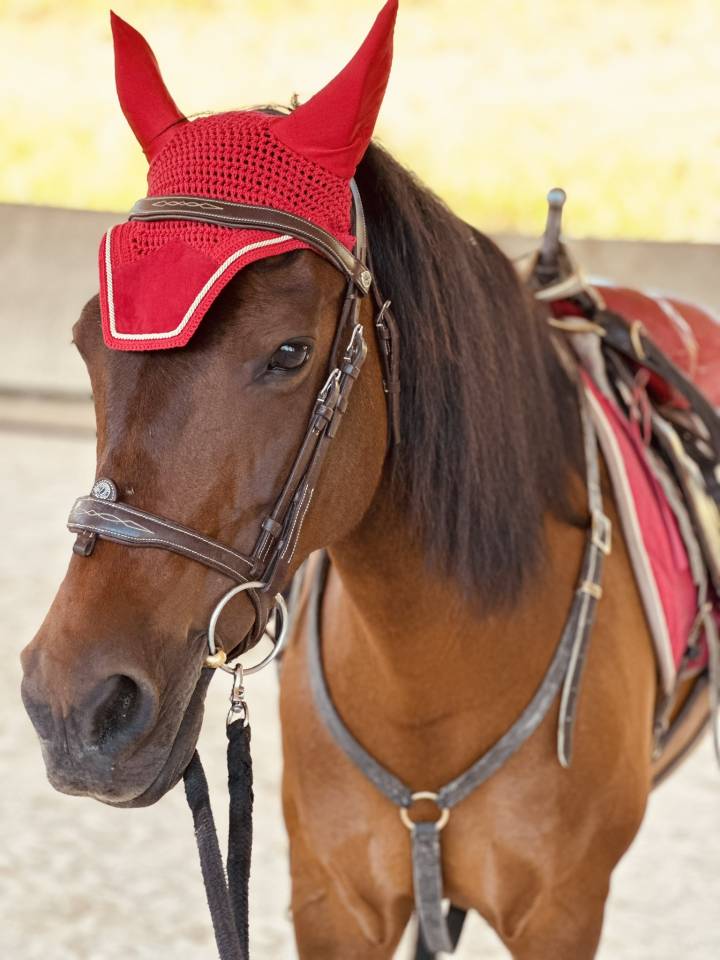 Ponette ONC 1m45 mental en or - Id&eacute;al Famille