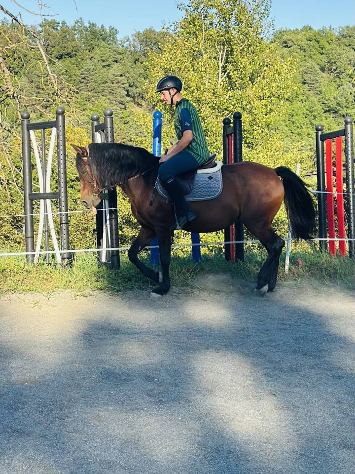 Ponette ONC 1m45 mental en or - Id&eacute;al Famille