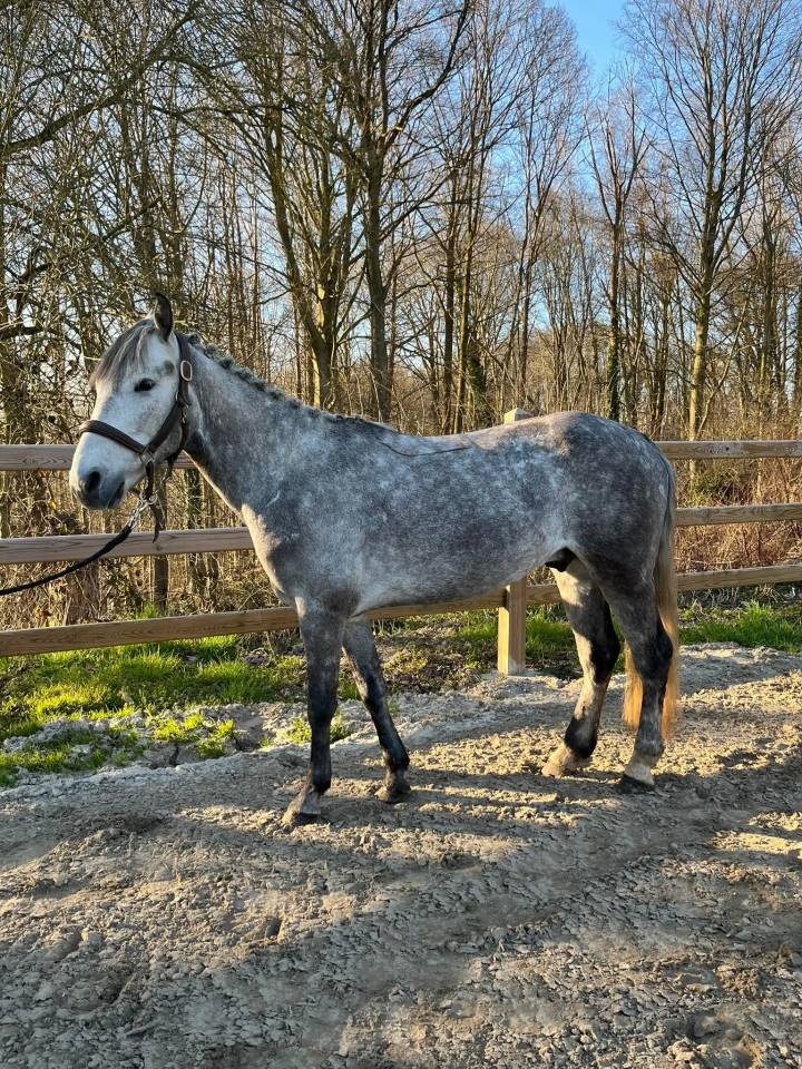 Poney gris 5 ans 