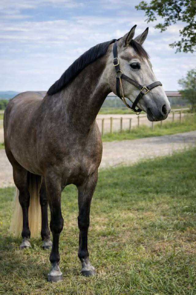 Jument KWPN x Lusitanien- 5 ans - France