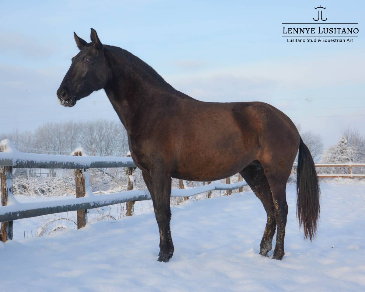 Poulini&egrave;re Lusitanienne