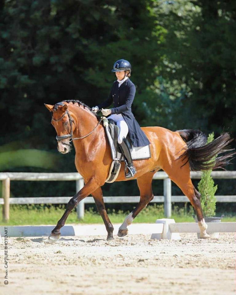 Hongre - 9 ans - PSG Soliman de Hus x Florestan