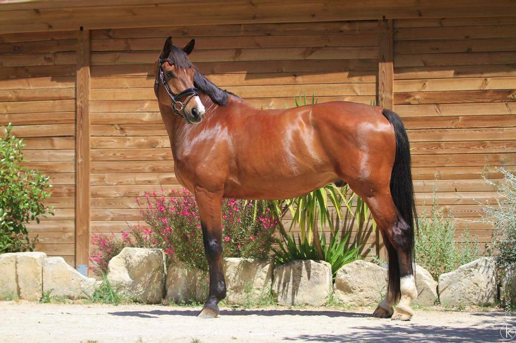 Hongre - 9 ans - PSG Soliman de Hus x Florestan