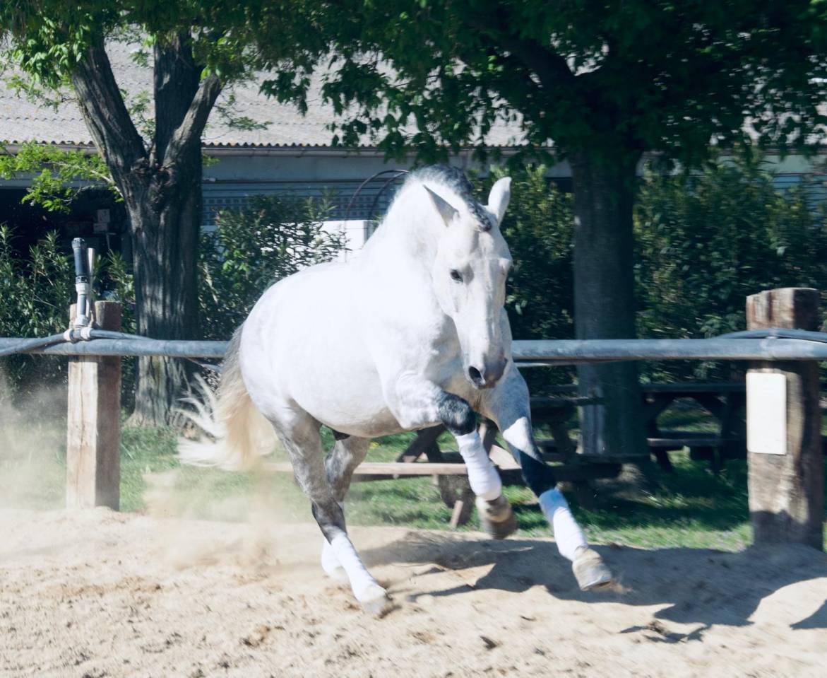 Entier - Lusitanien - 12 ans - PSG- Dressage- France