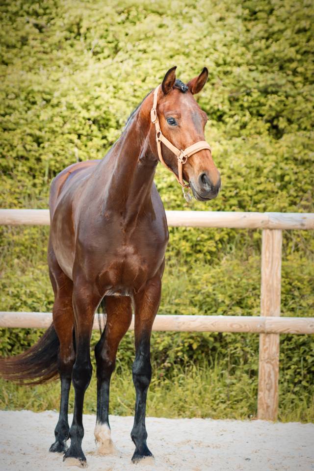 Jument par Vitalis x Apache