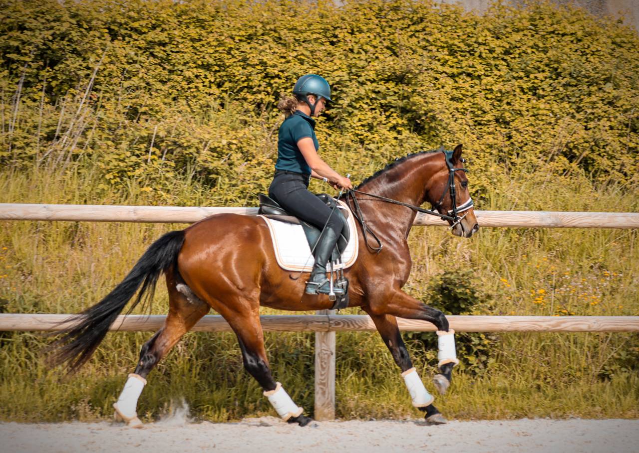 Jument par Vitalis x Apache