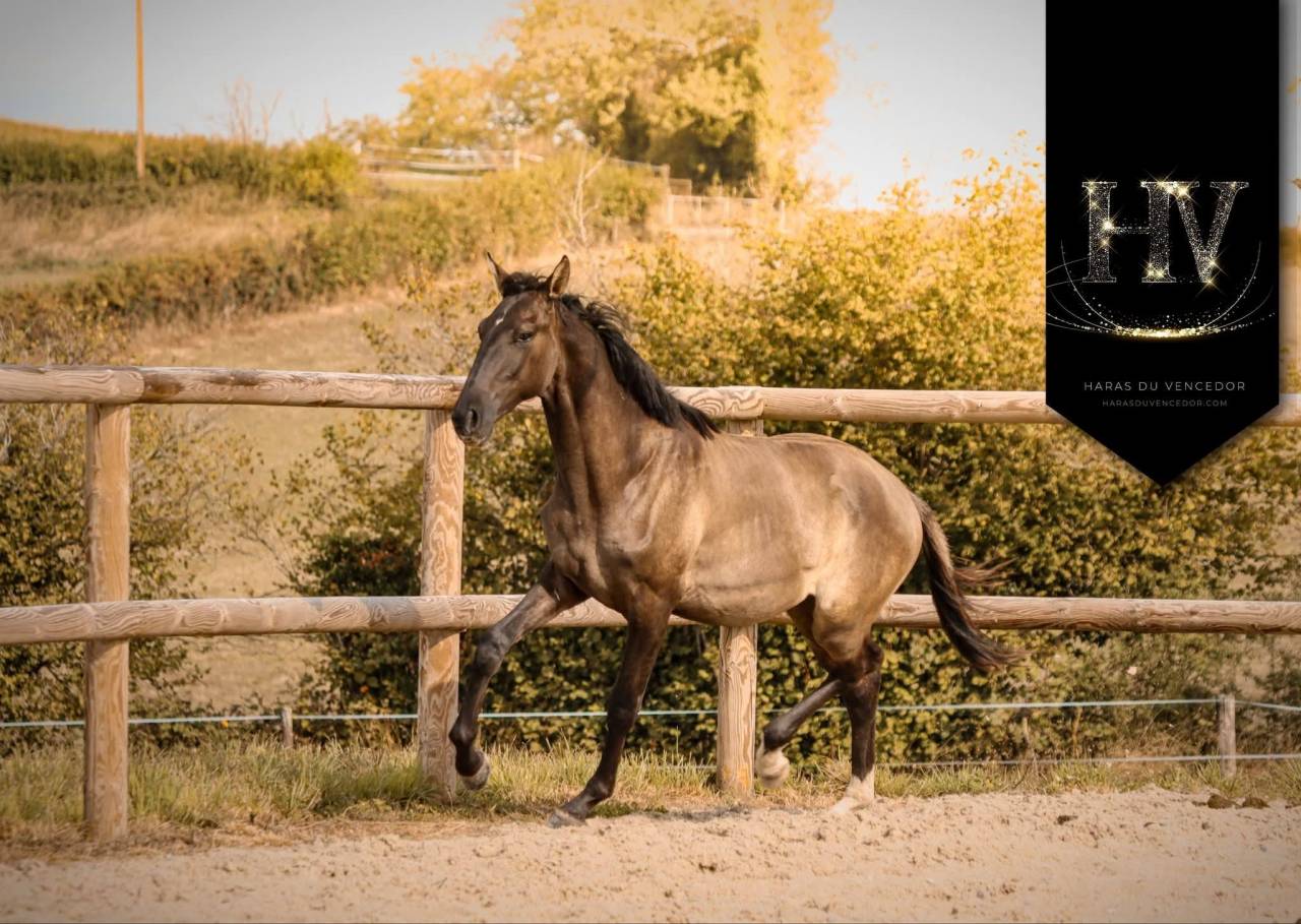 M&acirc;le kwpn Grullo par Inefavel x Dream Boy x Jonhson