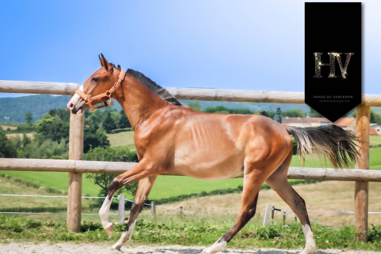 M&acirc;le Pur Sang Lusitanien 