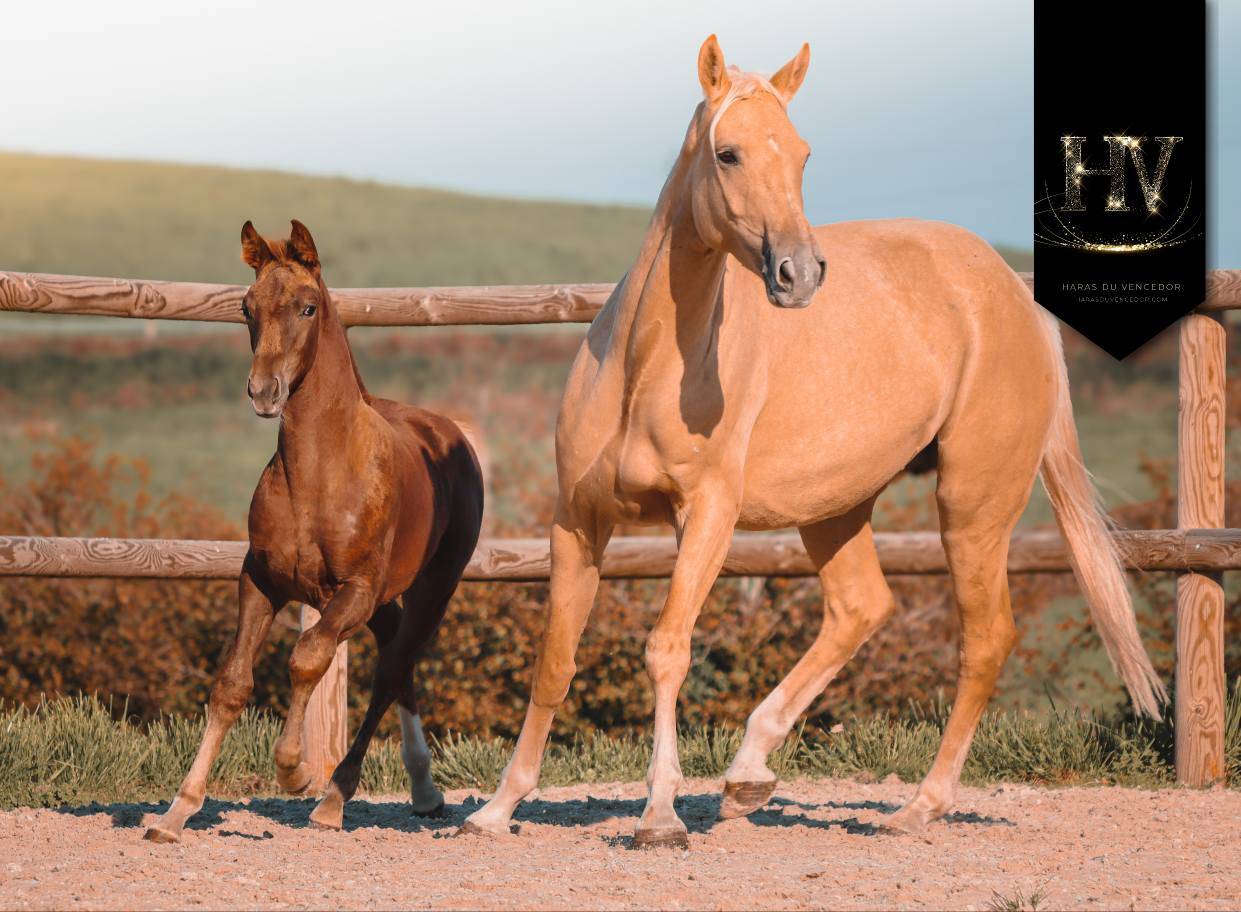 Pouliche kwpn Vitalis x Baron x Furstentern