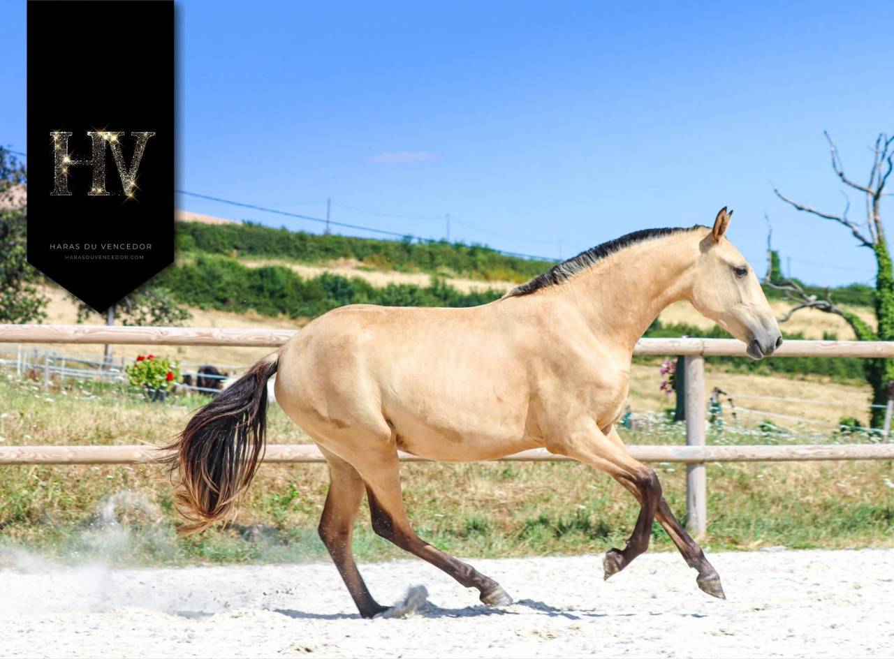 Pouliche Pur Sang Lusitanien Par Miura De Cais