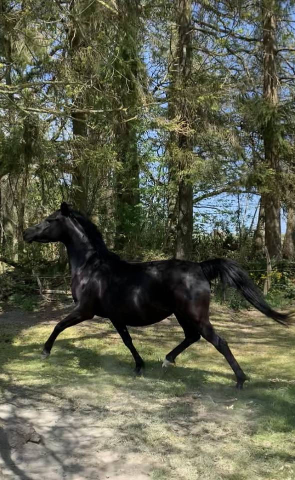 Jument psa 10 ans noire homozygote