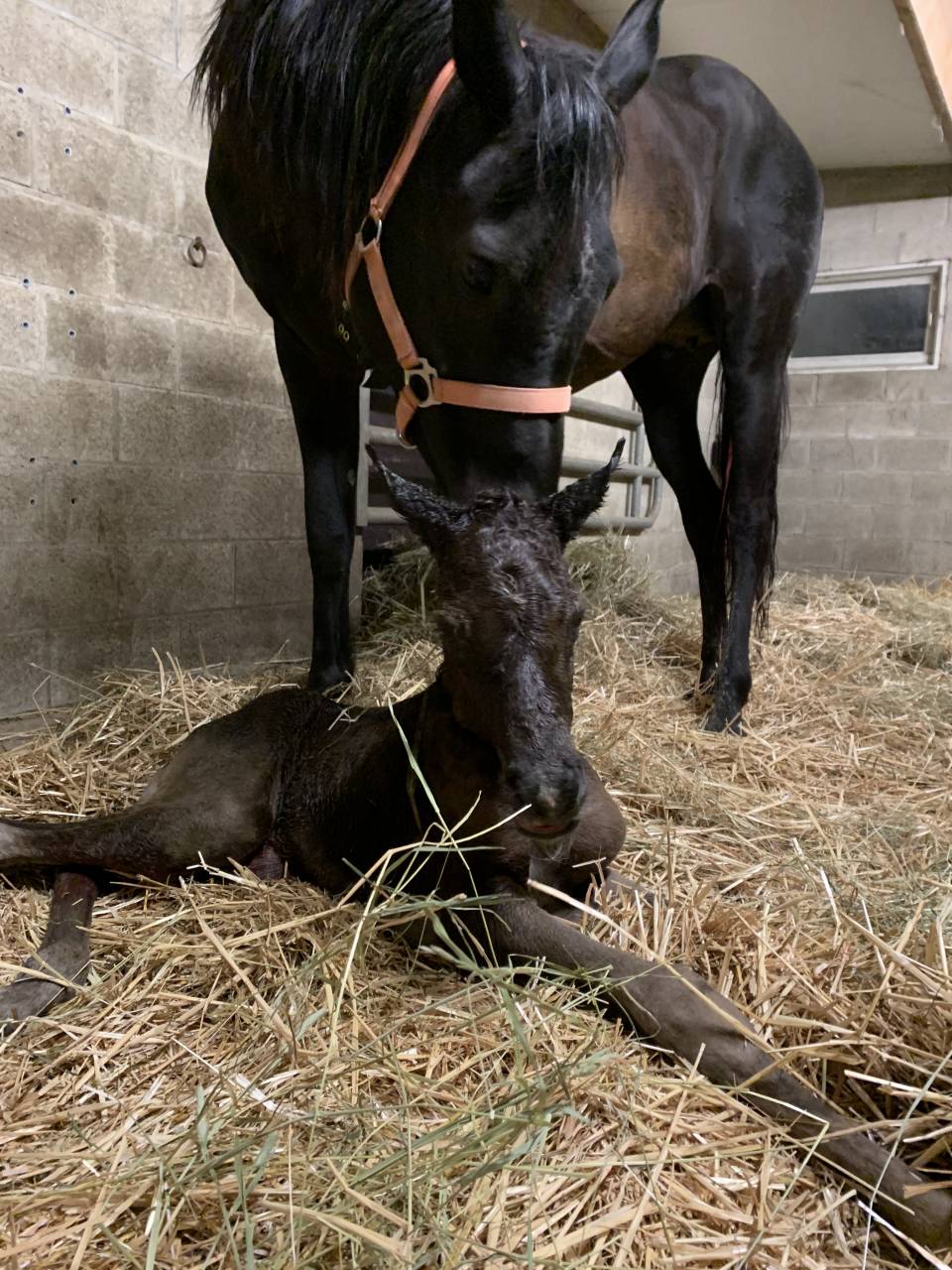 Jument psa 10 ans noire homozygote