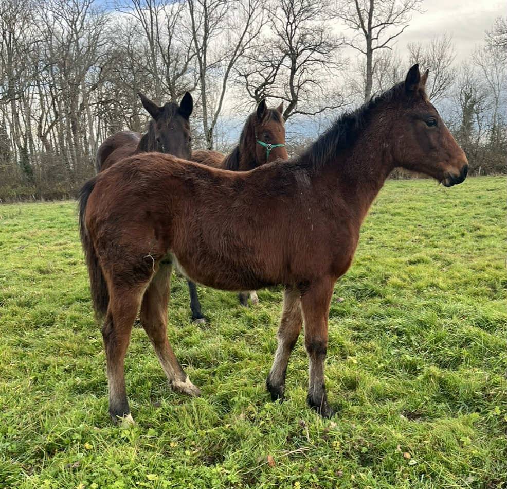 Poulain 2025 Catchar mail x eyken des fontenis