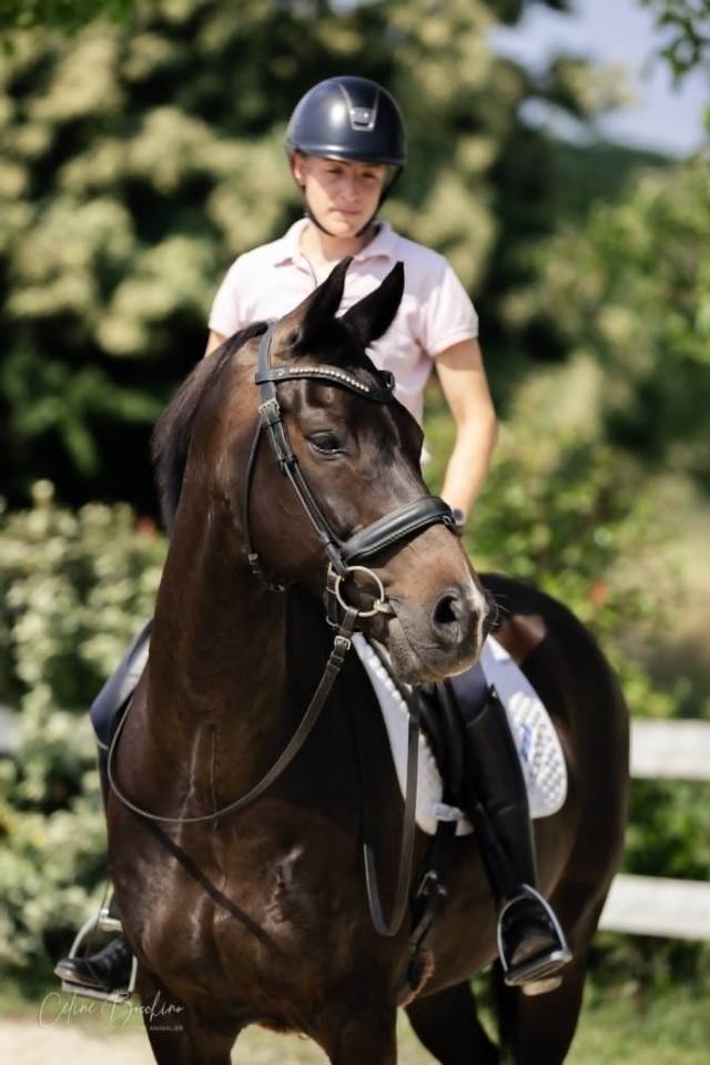 Hongre KWPN -11 ans - Dressage- France