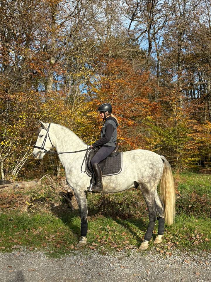 Hongre -Prestigieuses Lign&eacute;es PRE - 6 ans - dressage