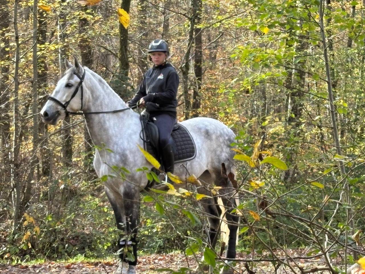 Hongre -Prestigieuses Lign&eacute;es PRE - 6 ans - dressage