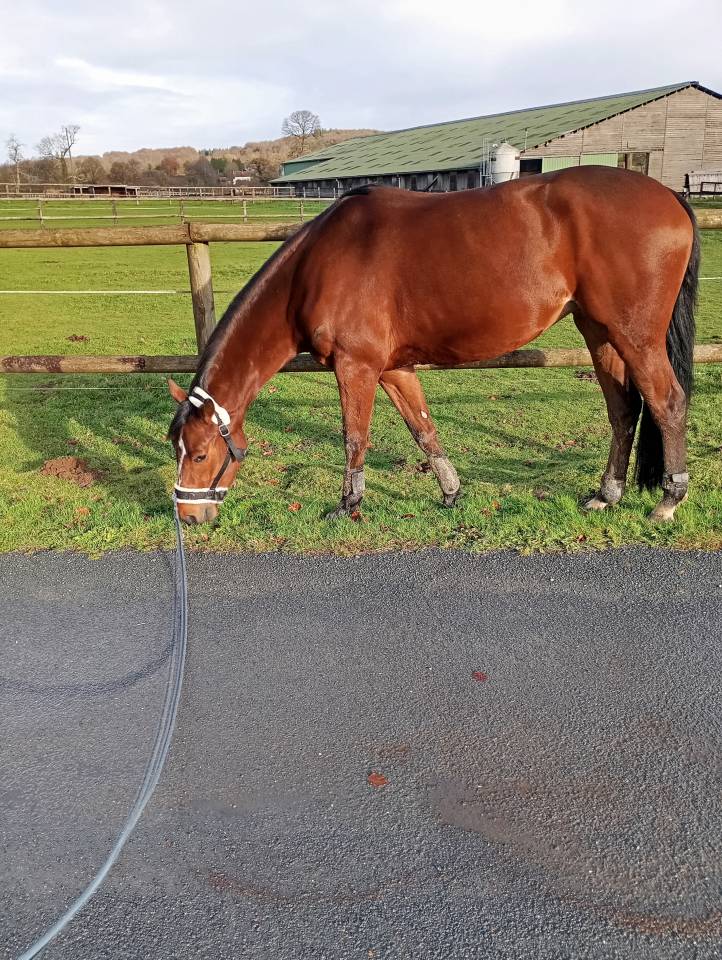 A vendre jument selle fran&ccedil;ais 4 ans