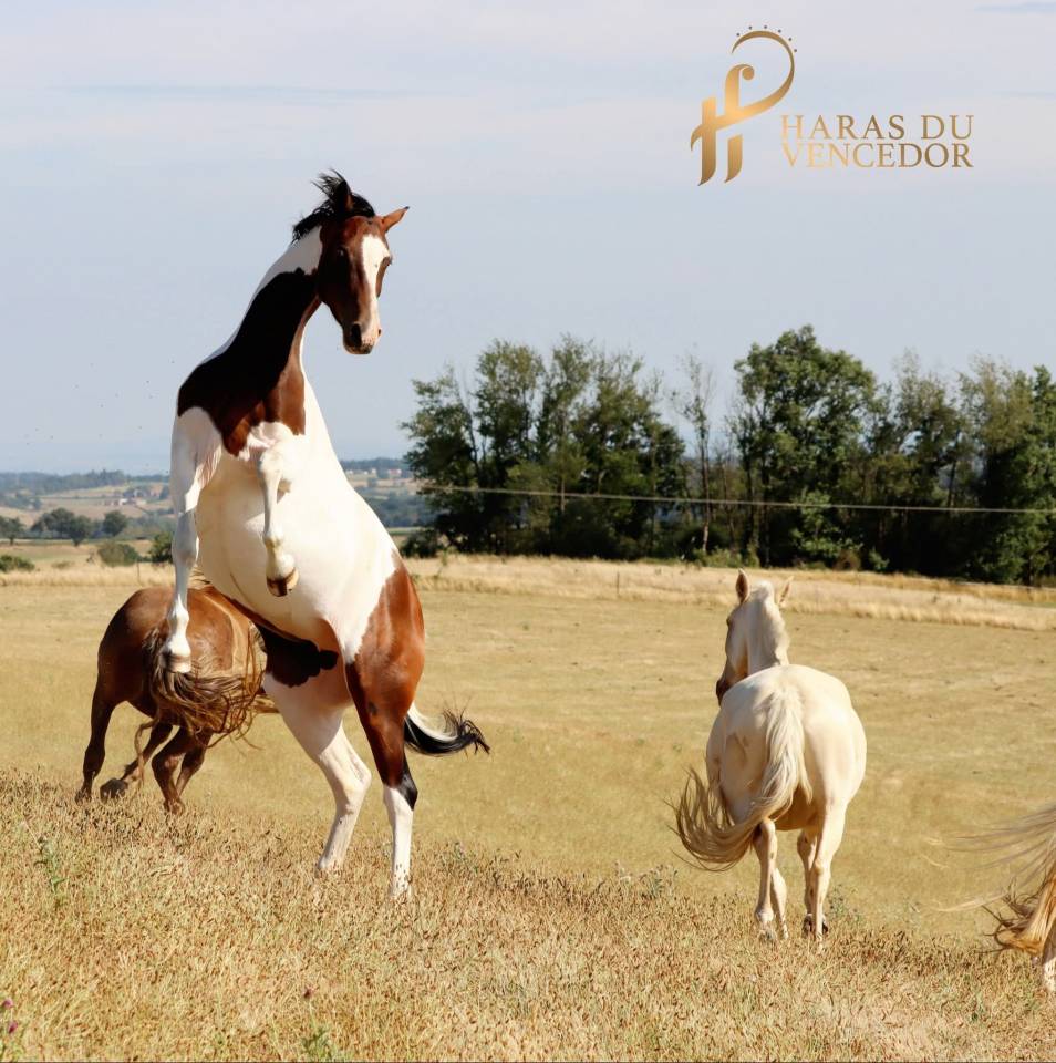 Poulini&egrave;re Oldenbourg Tobiano