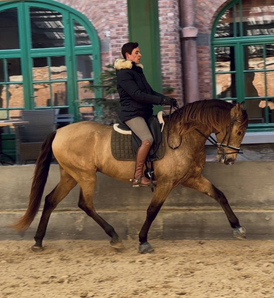 Magnifique hongre PRE Isabelle 