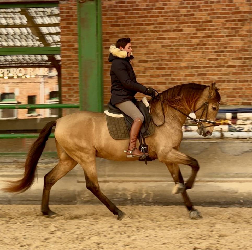 Magnifique hongre PRE Isabelle 