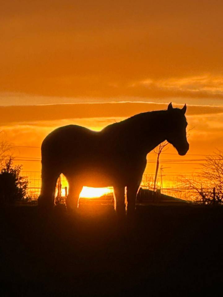 Charmante propri&eacute;t&eacute; &eacute;questre de 5,34 ha (40)