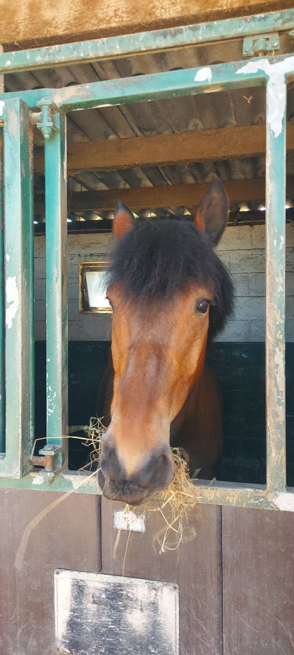 Recherche demi pension 