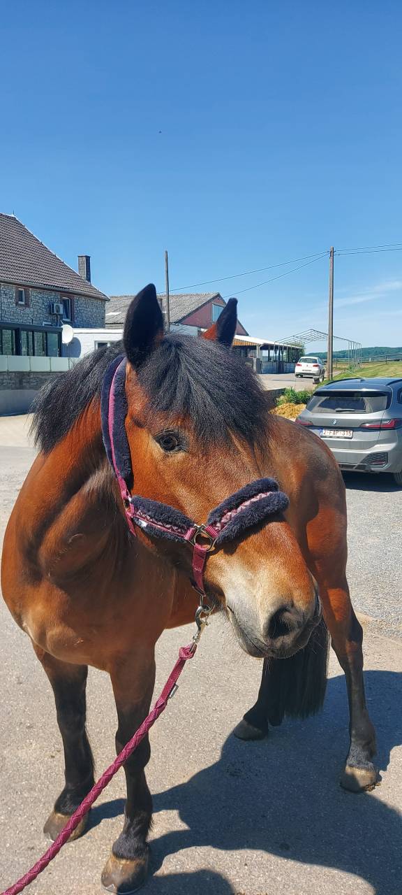 Recherche demi pension 