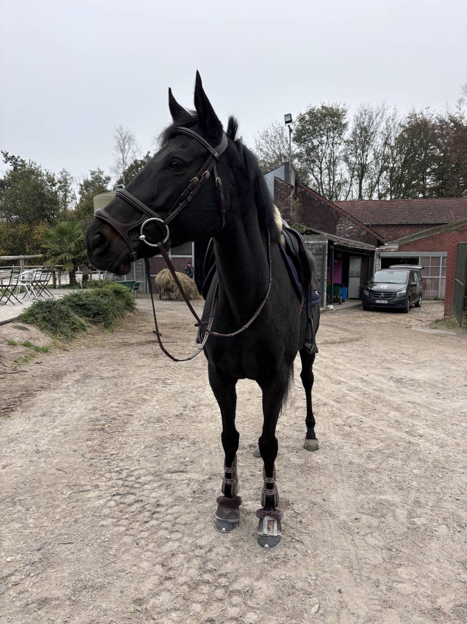 ? &Agrave; vendre &ndash; Superbe jument pour famille cavali&egrave;re con