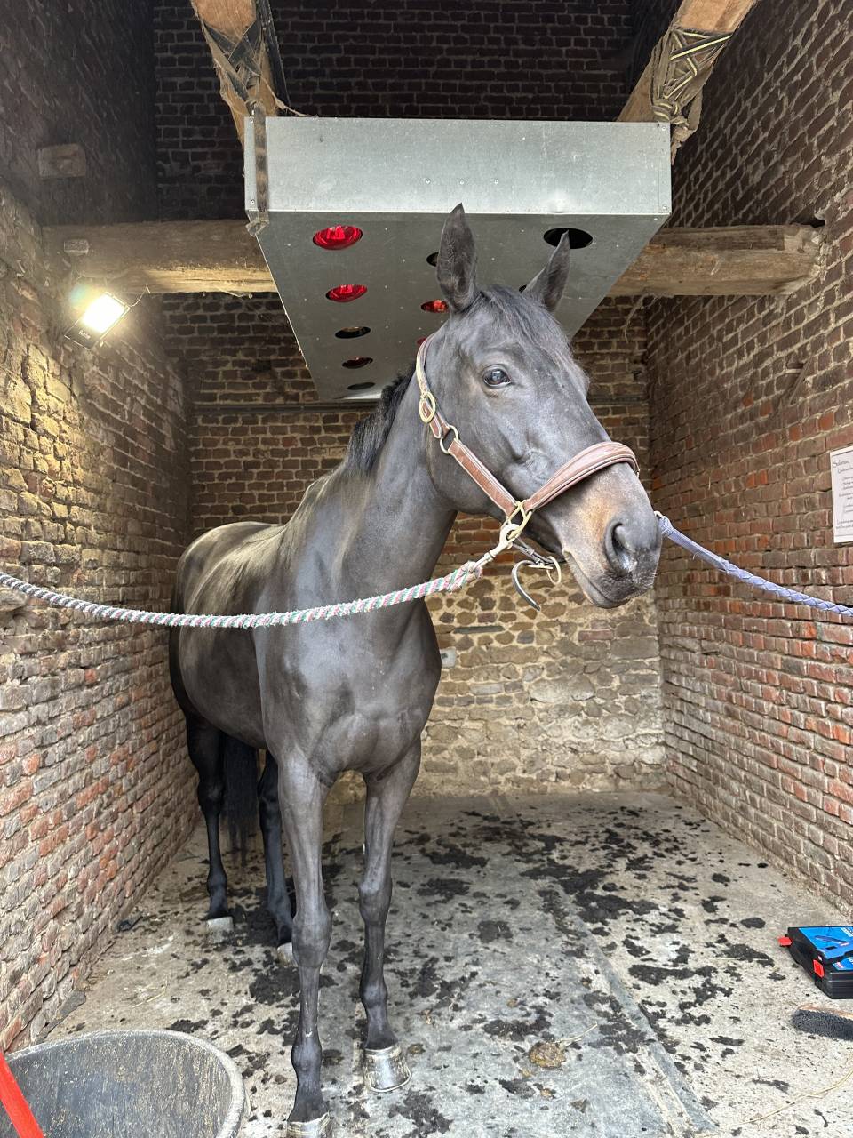 ? &Agrave; vendre &ndash; Superbe jument pour famille cavali&egrave;re con