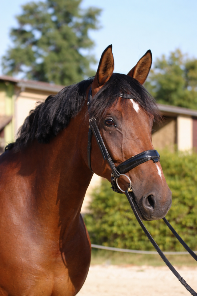 Jument - KWPN - 10 ans - Dressage - France