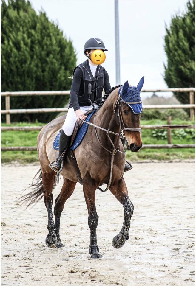 Cheval hongre de 8 ans