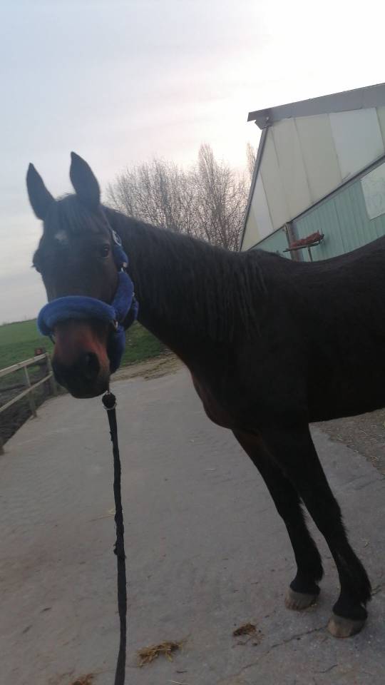 Jument trotteuse de 15 ans 