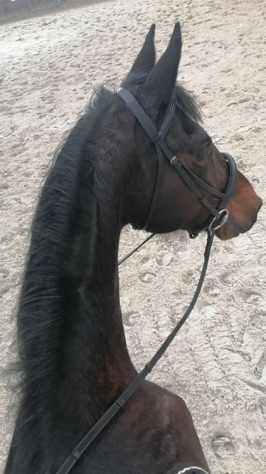 Jument trotteuse de 15 ans 