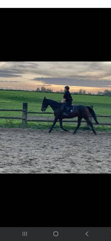 Jument trotteuse de 15 ans 