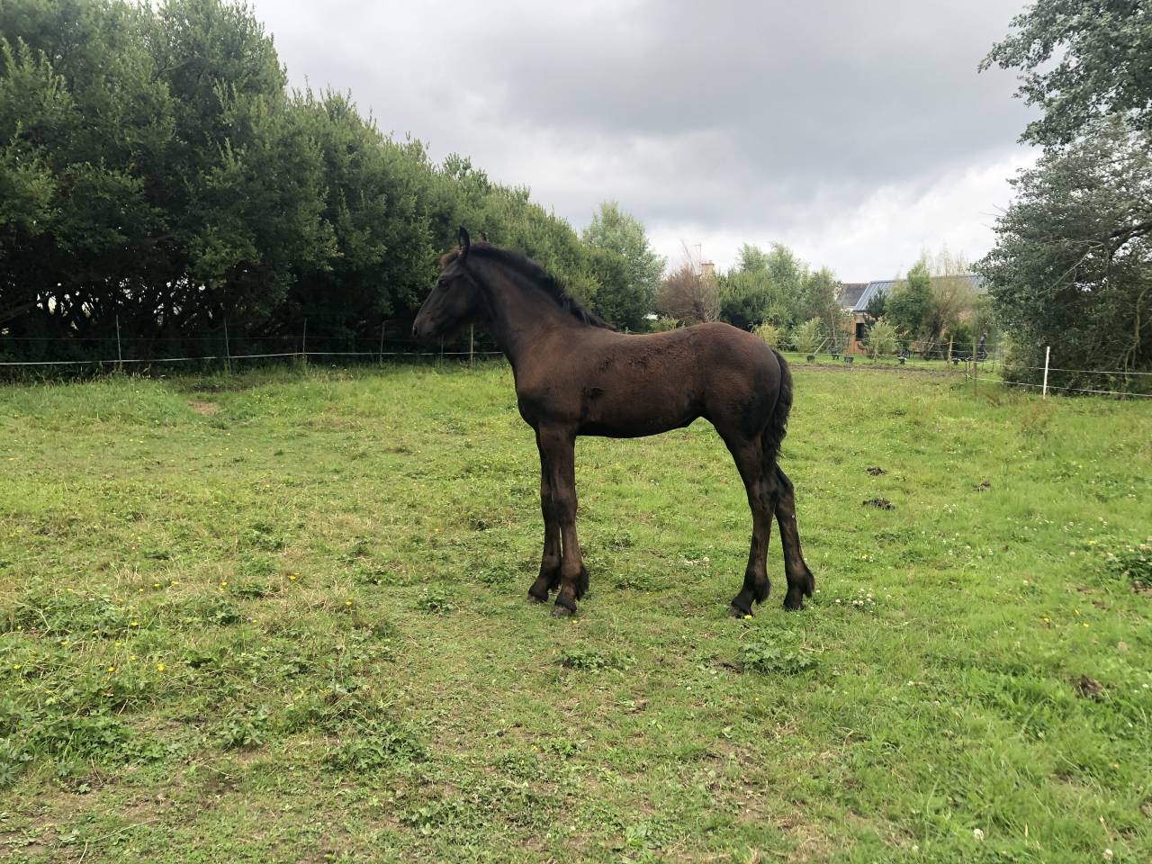 Maison vue mer avec possibilit&eacute; d'acceuil chevaux