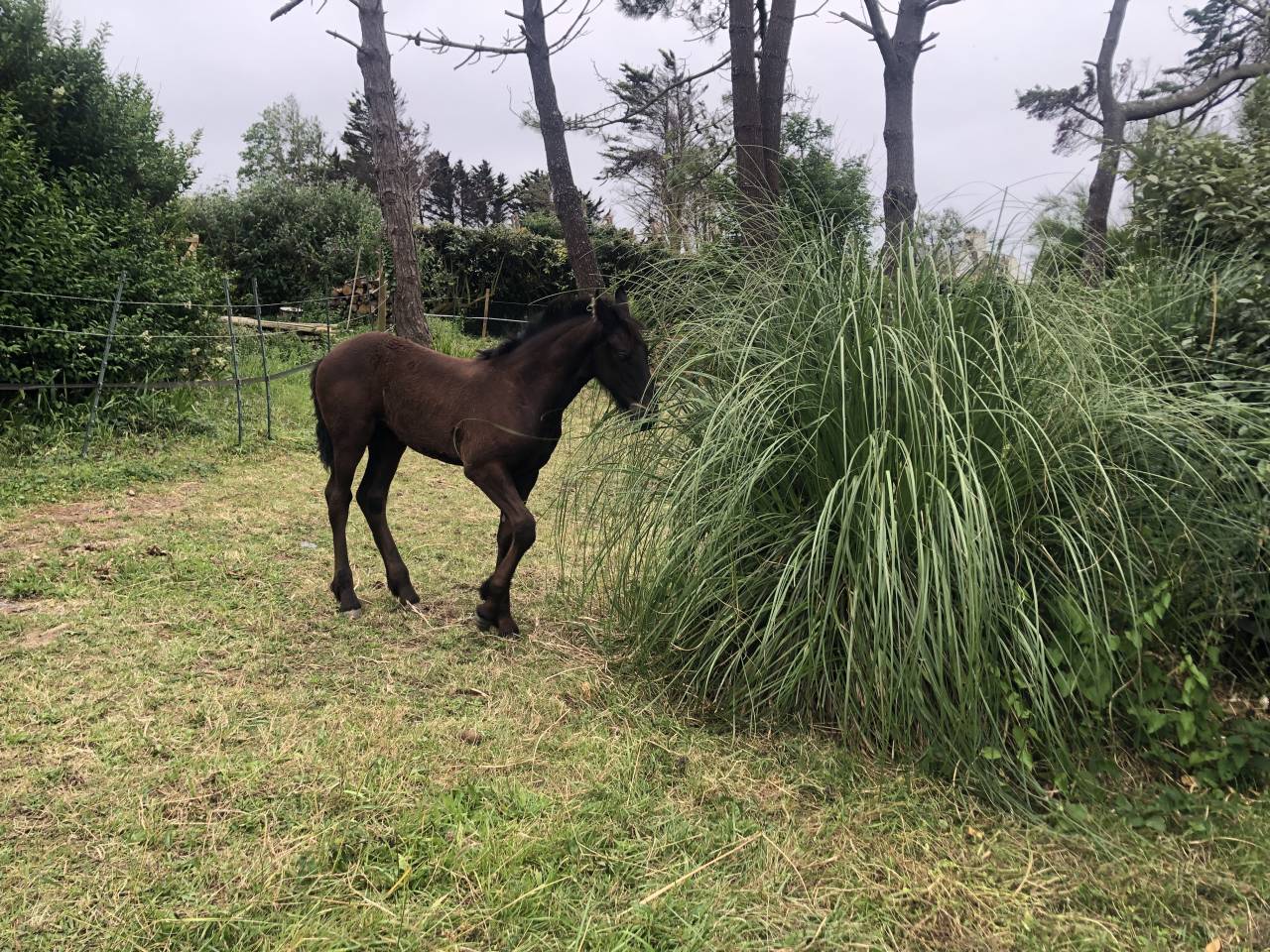 Maison vue mer avec possibilit&eacute; d'acceuil chevaux